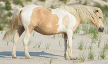Load image into Gallery viewer, N10T "Ninka"
