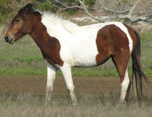 Load image into Gallery viewer, N2BHS-BJ "Pretty Lass"