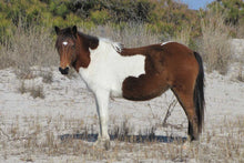 Load image into Gallery viewer, N2BHS-C "April Star"