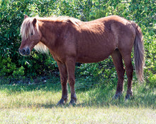 Load image into Gallery viewer, N2BR "Ronni"