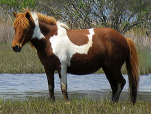 Load image into Gallery viewer, N6BIR "Princess Minja Shunka"