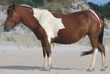 Load image into Gallery viewer, N6BMT "Sonja"