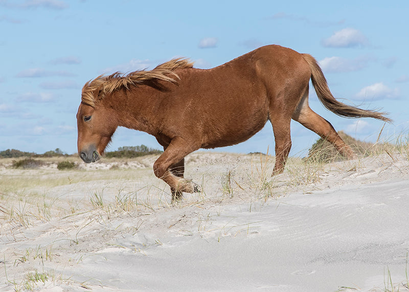 xxMoth's Profile, Wild Horse Islands