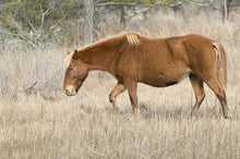 Load image into Gallery viewer, N9BM-J "Giggles"