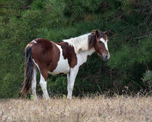 Load image into Gallery viewer, N9BM-JQ "Billy Bob"