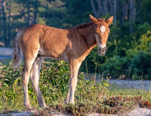 Load image into Gallery viewer, N9BM-JU "A Flame for Coltie"