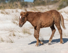 Load image into Gallery viewer, N9BM-JU "A Flame for Coltie"