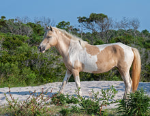 Load image into Gallery viewer, N10T "Ninka"