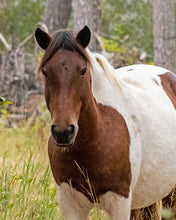 Load image into Gallery viewer, N2BHS-BJ "Pretty Lass"