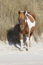 Load image into Gallery viewer, N6BIR "Princess Minja Shunka"