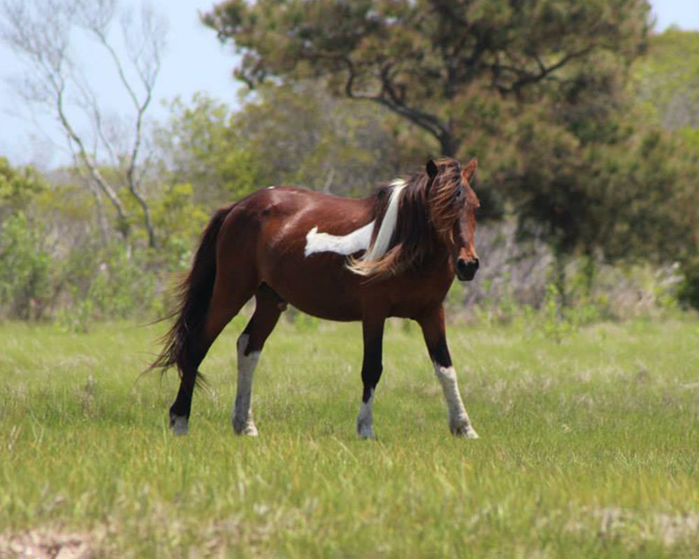 その他 Wild Ponies of Assateague  [DVD] [Import] Amazon.com: Wild Ponies Of Assateague Island : Mark