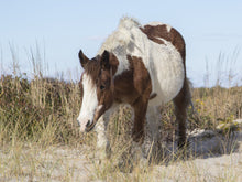 Load image into Gallery viewer, T6M "Precious"