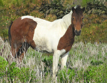 Load image into Gallery viewer, N2BHS-BJ "Pretty Lass"