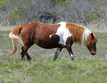 Load image into Gallery viewer, N6BIR "Princess Minja Shunka"