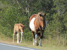 Load image into Gallery viewer, N9BM "Princess"