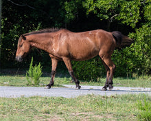 Load image into Gallery viewer, N9BFT "Queen"