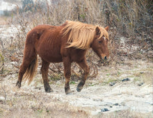 Load image into Gallery viewer, N2BR "Ronni"