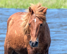 Load image into Gallery viewer, N2BR "Ronni"