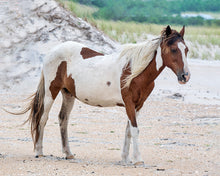 Load image into Gallery viewer, M6MS "Rosie"