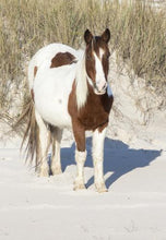 Load image into Gallery viewer, M6MS "Rosie"