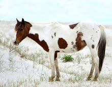 Load image into Gallery viewer, M6MS "Rosie"