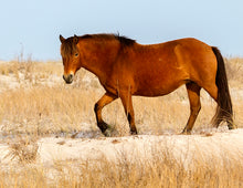 Load image into Gallery viewer, T3DH-D "Sapphire"