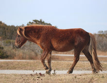 Load image into Gallery viewer, N2BHS-O "Sarah's SweetTea"