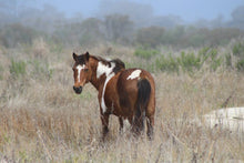 Load image into Gallery viewer, N6BKO “Samantha”