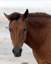 Load image into Gallery viewer, T3DH-D "Sapphire"