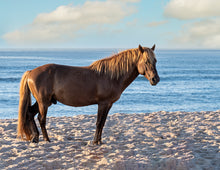 Load image into Gallery viewer, N2BHS-O "Sarah's SweetTea"