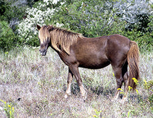 Load image into Gallery viewer, M2EI "Saturn"