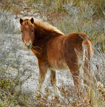Load image into Gallery viewer, N2BHS-ALQ “Connie’s Girl”