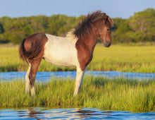 Load image into Gallery viewer, N2BHS-MR "Seases Bay Breeze"