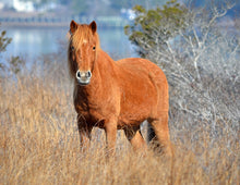Load image into Gallery viewer, N2BHS-J "Shasta"