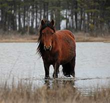 Load image into Gallery viewer, N9BFNY “Sir Gruff"