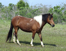 Load image into Gallery viewer, N6BMT "Sonja"