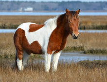Load image into Gallery viewer, N2BHS-M "Susi Solé"