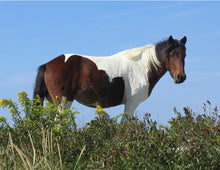 Load image into Gallery viewer, T6CHU "April"