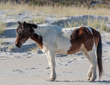 Load image into Gallery viewer, T6CHU "April"