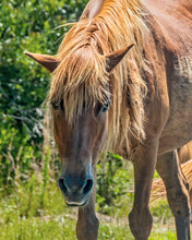 Load image into Gallery viewer, T5AR "Tara"