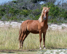 Load image into Gallery viewer, N2BHS-MS "TJ Hollywood"