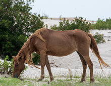 Load image into Gallery viewer, T5AR "Tara"