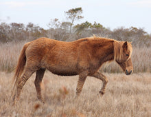 Load image into Gallery viewer, T5AR "Tara"