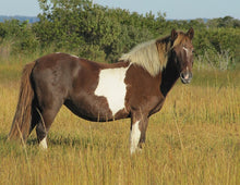 Load image into Gallery viewer, N10O "Tipperary"