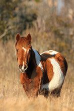 Load image into Gallery viewer, N10O "Tipperary"