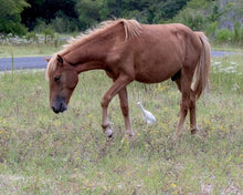 Load image into Gallery viewer, N2BHS-CKS "Wyld Wynds"