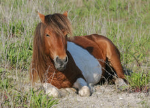 Load image into Gallery viewer, N9BM-E "Yankee"