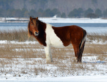 Load image into Gallery viewer, N9BM-E "Yankee"
