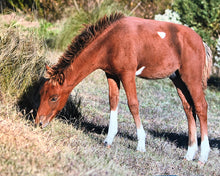 Load image into Gallery viewer, N2BHS-AO "Adriana's Yankee Prince"