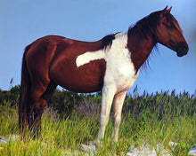 Load image into Gallery viewer, T5AFS “Andre”